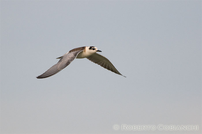 richiesta identificazione - beccapesci juv?